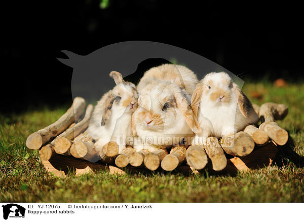 Widderkaninchen / floppy-eared rabbits / YJ-12075