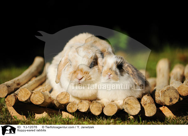 Widderkaninchen / floppy-eared rabbits / YJ-12076
