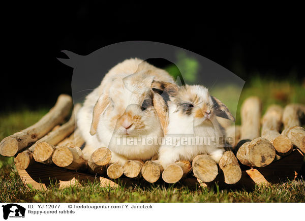 Widderkaninchen / floppy-eared rabbits / YJ-12077