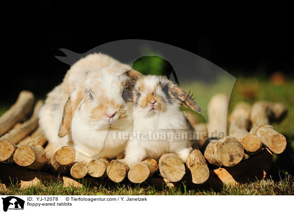 Widderkaninchen / floppy-eared rabbits / YJ-12078