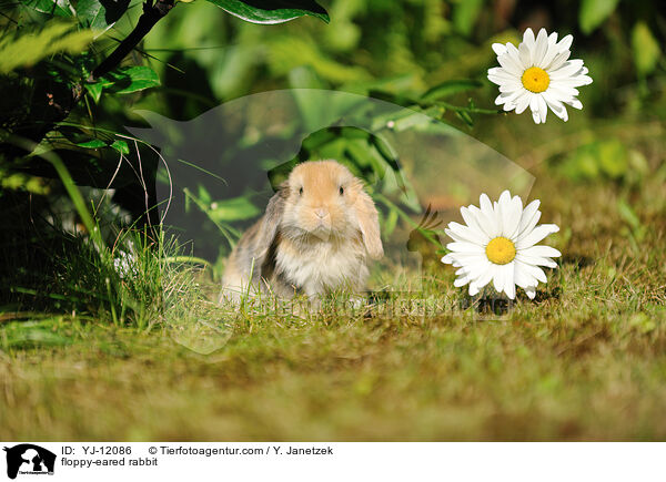 floppy-eared rabbit / YJ-12086