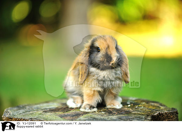 Widderkaninchen / floppy-eared rabbit / YJ-12091