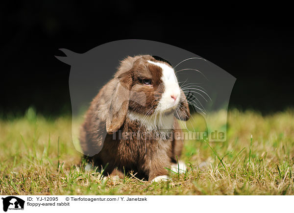 floppy-eared rabbit / YJ-12095
