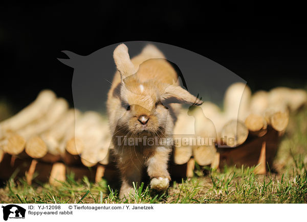 floppy-eared rabbit / YJ-12098