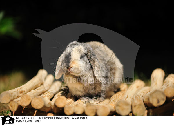 Widderkaninchen / floppy-eared rabbit / YJ-12101