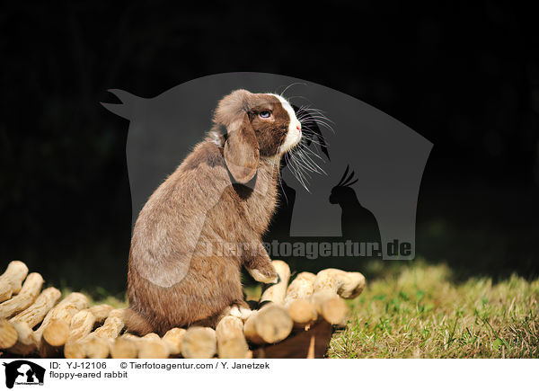 Widderkaninchen / floppy-eared rabbit / YJ-12106