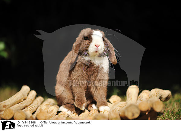 Widderkaninchen / floppy-eared rabbit / YJ-12108