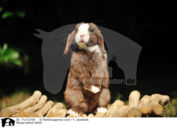floppy-eared rabbit / YJ-12109
