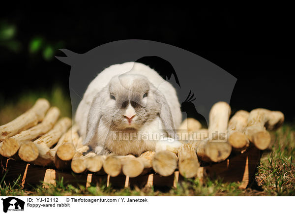 Widderkaninchen / floppy-eared rabbit / YJ-12112