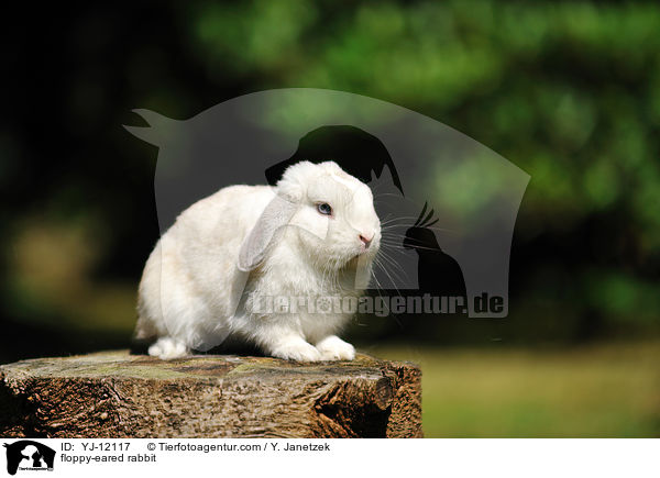 floppy-eared rabbit / YJ-12117