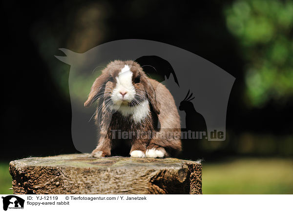 Widderkaninchen / floppy-eared rabbit / YJ-12119