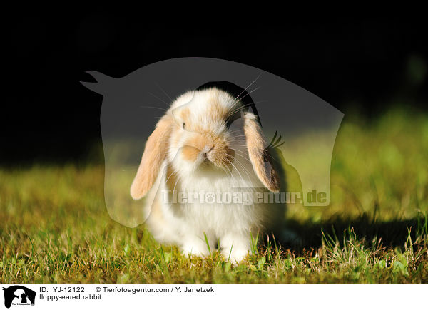 Widderkaninchen / floppy-eared rabbit / YJ-12122