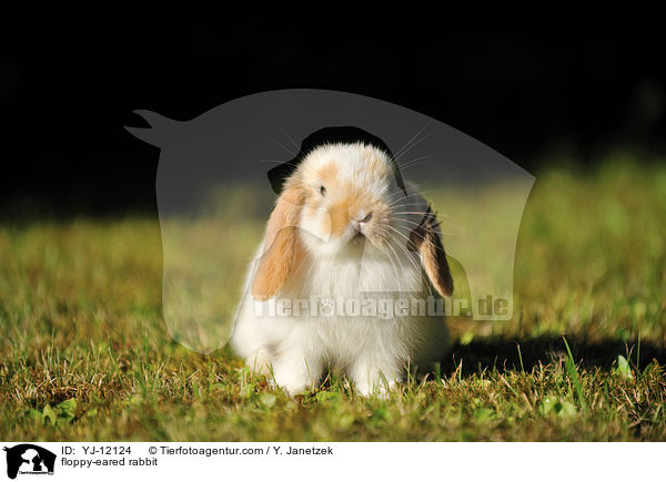 Widderkaninchen / floppy-eared rabbit / YJ-12124