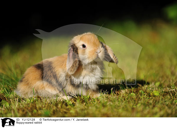 Widderkaninchen / floppy-eared rabbit / YJ-12128