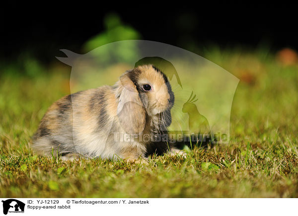 Widderkaninchen / floppy-eared rabbit / YJ-12129