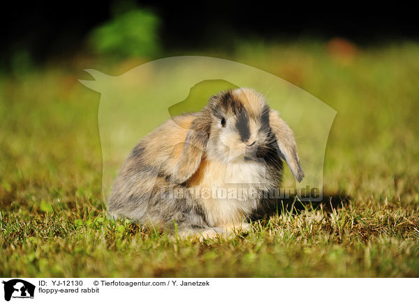 Widderkaninchen / floppy-eared rabbit / YJ-12130