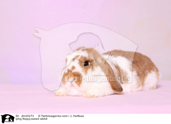 lying floppy-eared rabbit / JH-24273