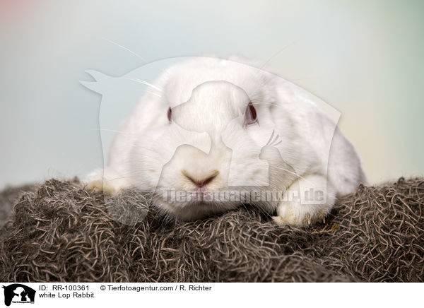 weies Widderkaninchen / white Lop Rabbit / RR-100361