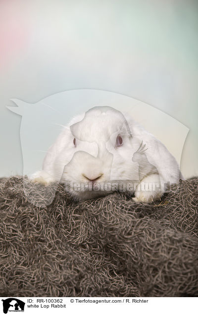 weies Widderkaninchen / white Lop Rabbit / RR-100362