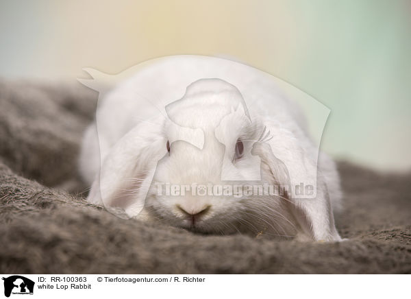 white Lop Rabbit / RR-100363