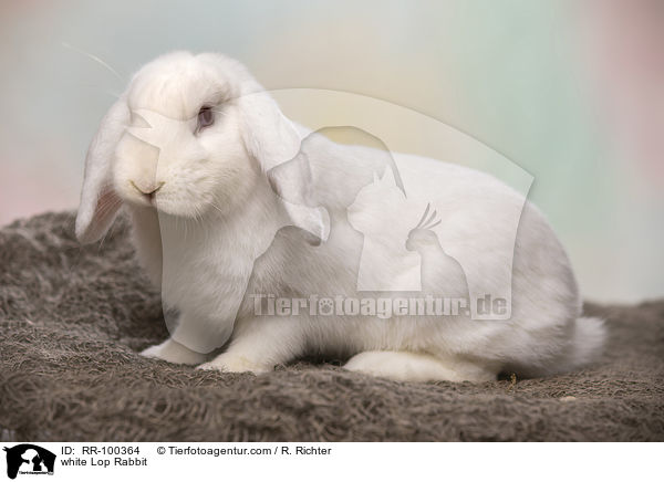 weies Widderkaninchen / white Lop Rabbit / RR-100364