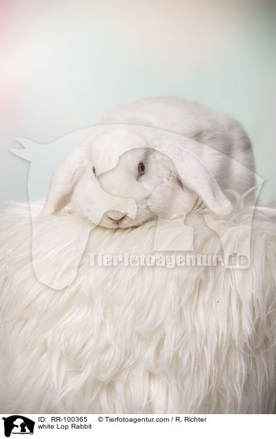 weies Widderkaninchen / white Lop Rabbit / RR-100365