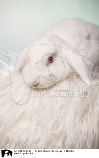 weies Widderkaninchen / white Lop Rabbit / RR-100366