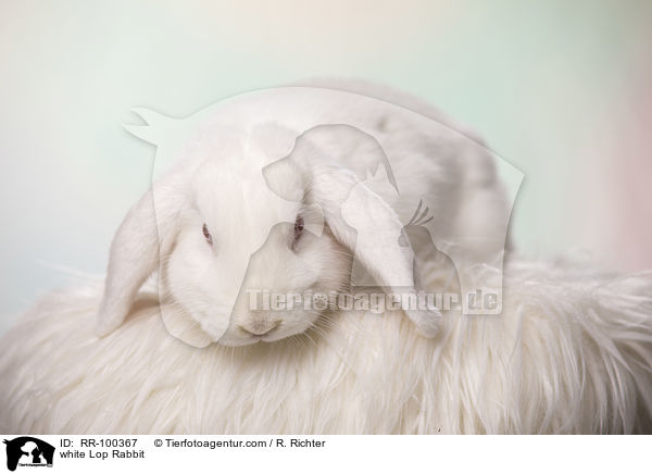 weies Widderkaninchen / white Lop Rabbit / RR-100367