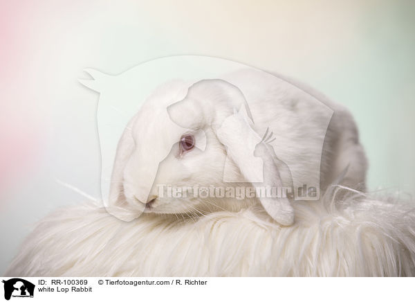 weies Widderkaninchen / white Lop Rabbit / RR-100369
