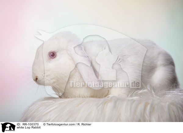 weies Widderkaninchen / white Lop Rabbit / RR-100370