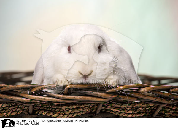 weies Widderkaninchen / white Lop Rabbit / RR-100371
