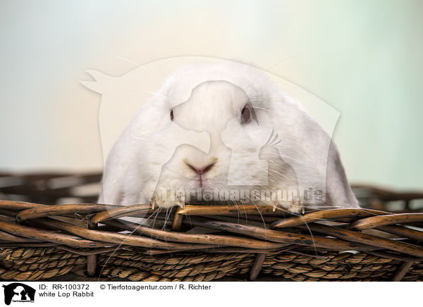 weies Widderkaninchen / white Lop Rabbit / RR-100372