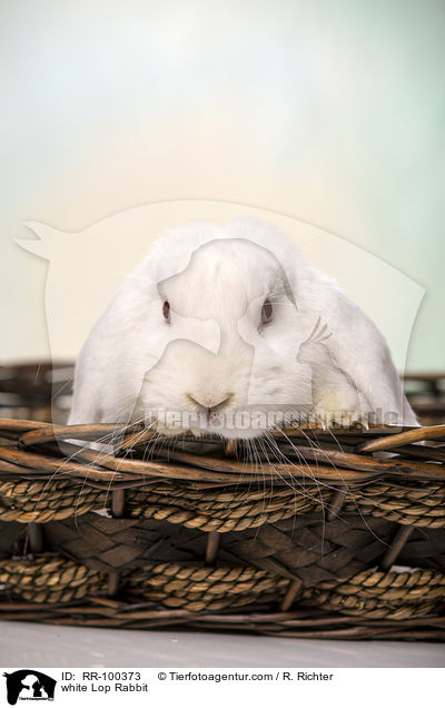 weies Widderkaninchen / white Lop Rabbit / RR-100373