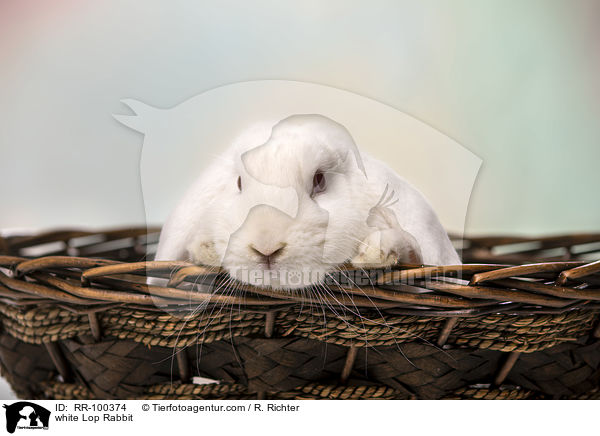 weies Widderkaninchen / white Lop Rabbit / RR-100374