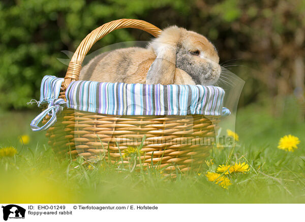 Widderkaninchen / floppy-eared rabbit / EHO-01249