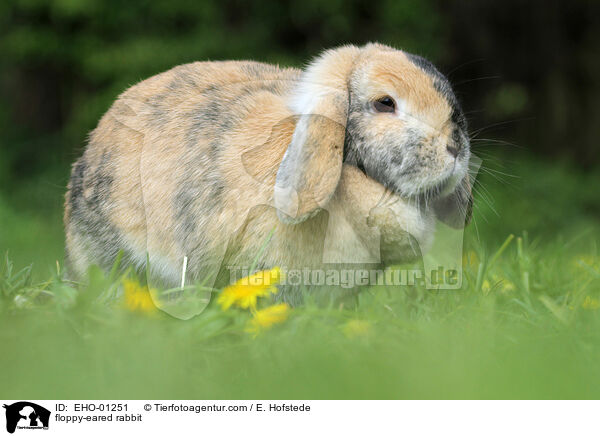Widderkaninchen / floppy-eared rabbit / EHO-01251