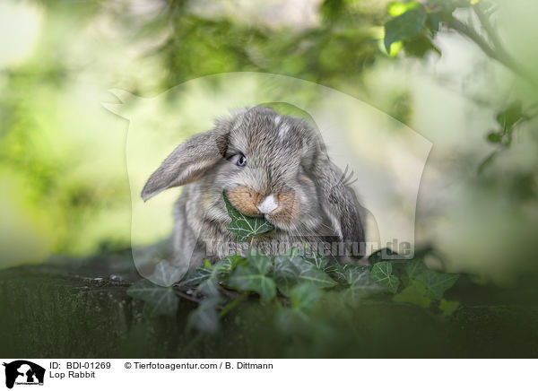 Widderkaninchen / Lop Rabbit / BDI-01269