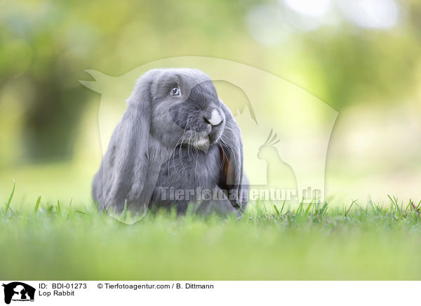 Widderkaninchen / Lop Rabbit / BDI-01273