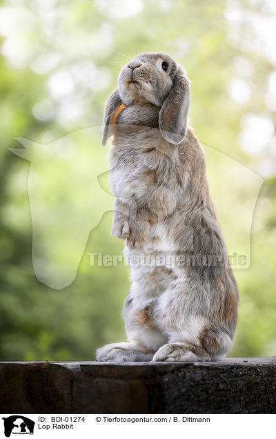 Widderkaninchen / Lop Rabbit / BDI-01274