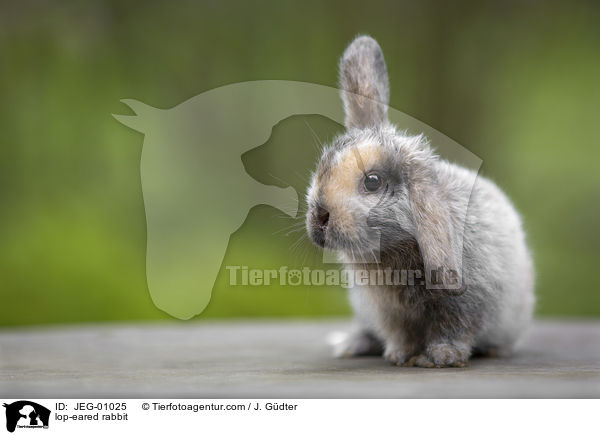 Widderkaninchen / lop-eared rabbit / JEG-01025