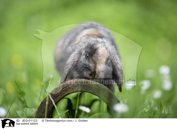 lop-eared rabbit / JEG-01123