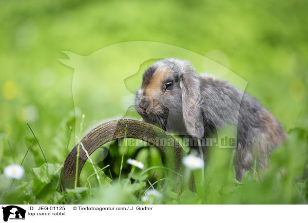 lop-eared rabbit / JEG-01125