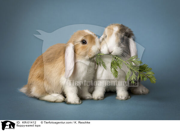 Widderkaninchen / floppy-eared lops / KR-01412