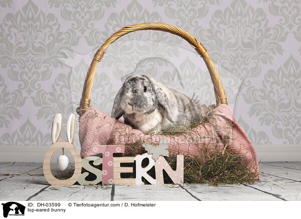 lop-eared bunny / DH-03599