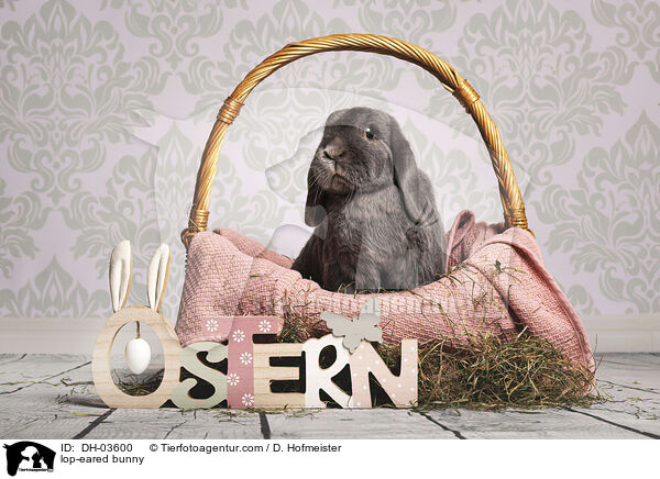 lop-eared bunny / DH-03600
