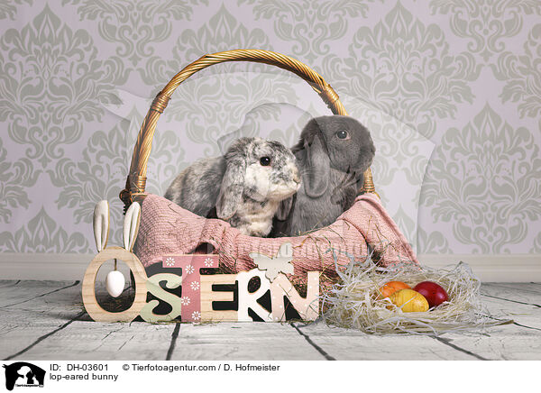 lop-eared bunny / DH-03601