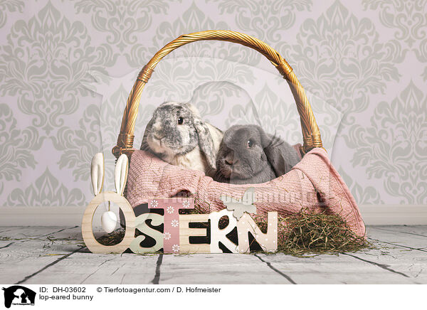 Widderkaninchen / lop-eared bunny / DH-03602
