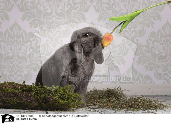 lop-eared bunny / DH-03609