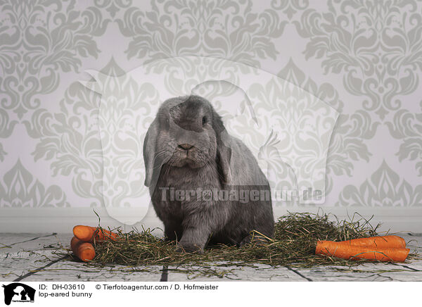 lop-eared bunny / DH-03610