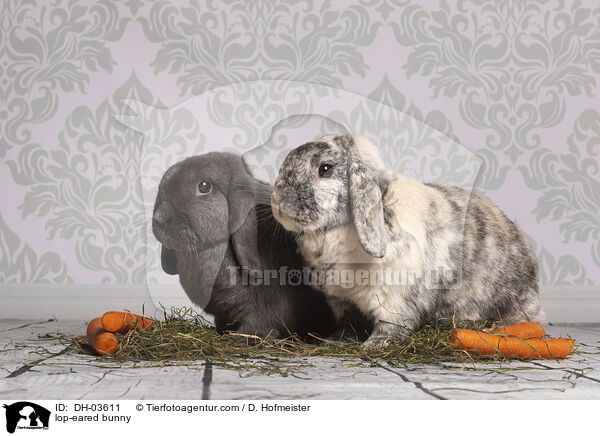 lop-eared bunny / DH-03611